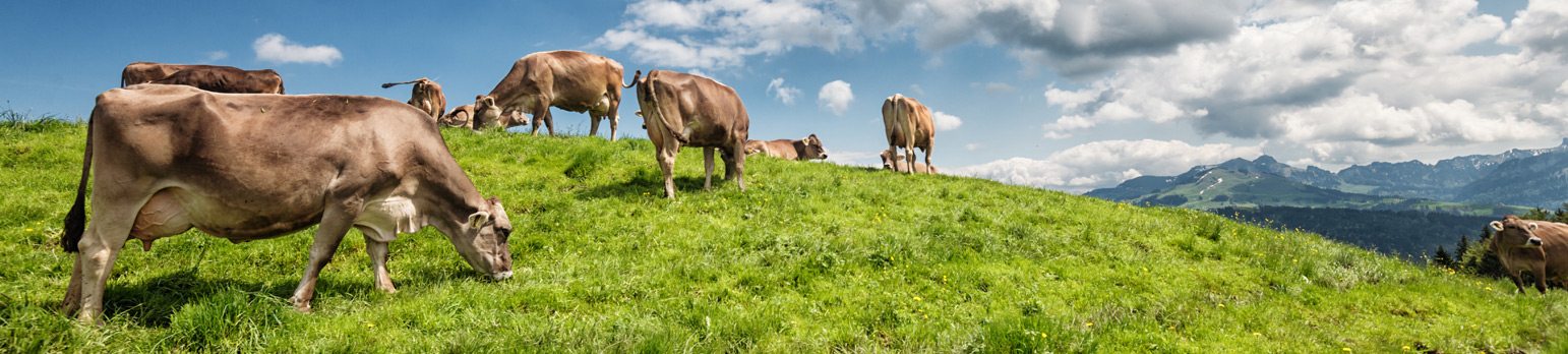Holstein - Kossen Livestock GmbH