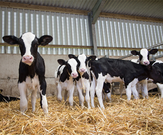 Holstein Vieh ist bestens geeignet für eine hohe Milchproduktion