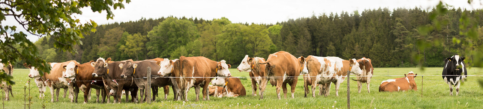 Fleckvieh - Kossen Livestock GmbH