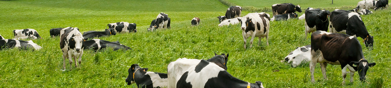 Holstein Vieh - Kossen Livestock GmbH